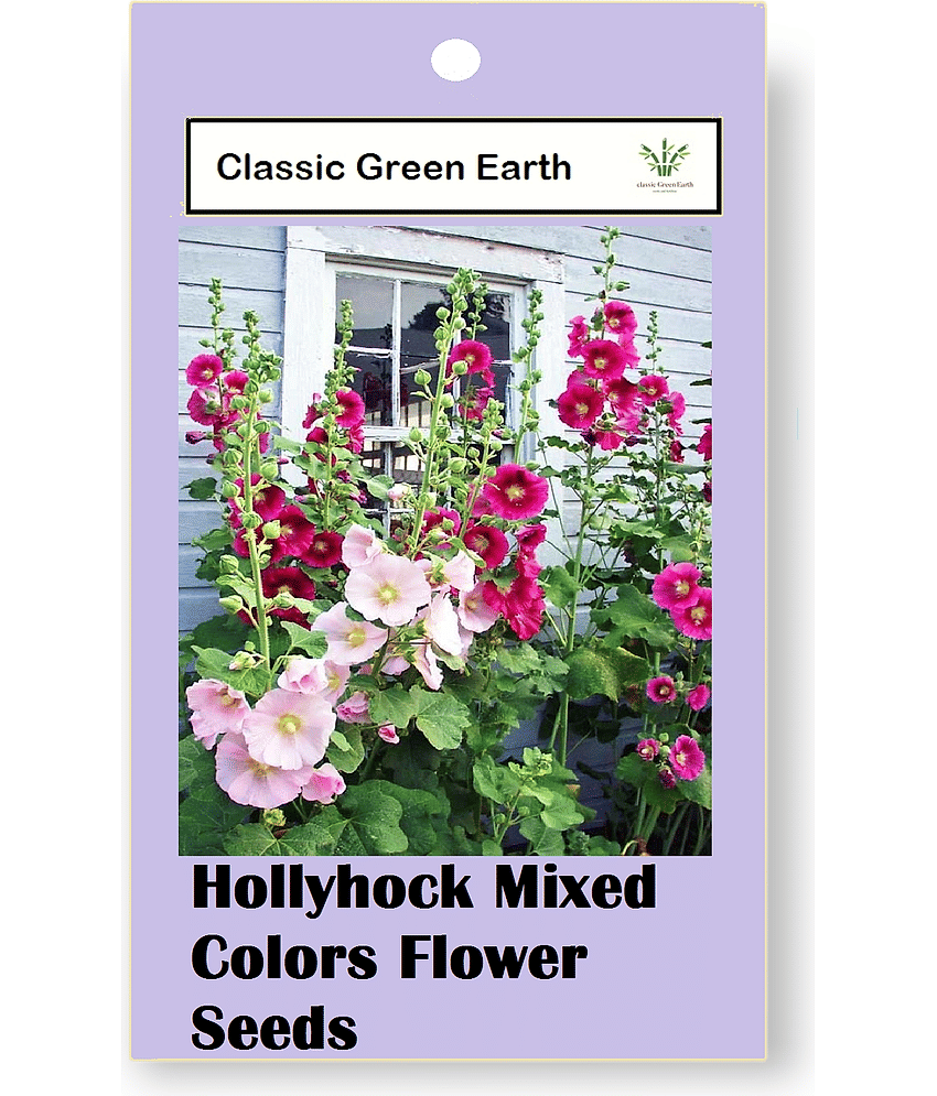 CLASSIC GREEN EARTH - Flower Seeds ( Hollyhock Mixed Colors Flower 50 Seeds )
