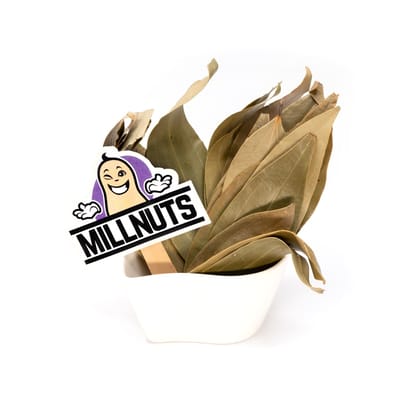 Millnuts - Bay Leaf | Biriyani Ilai Millnuts - Bay Leaf | Biriyani Ilai