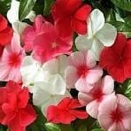 Sadabahar Floral Hydrosol