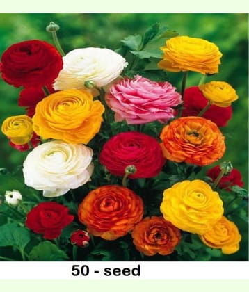 Ranunculus asiaticus Flower Seeds | Pack of 50 Seeds