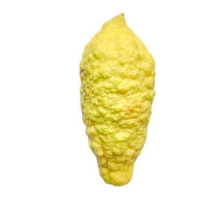 LEMON(LOGAL) - 200 gm - 200 gm - यह नींबू शरीर में पथरी होती है जिसके लिए काम में लिया जाता है एक नींबू की 4 भाग करने हैं बराबर बराबर रोज सुबह उठकर इसको एक भाग को खाना हैं 2 घंटे तक चाय पानी कुछ भी नहीं लेना होता है 4 दिन तक इसका सेवन करे