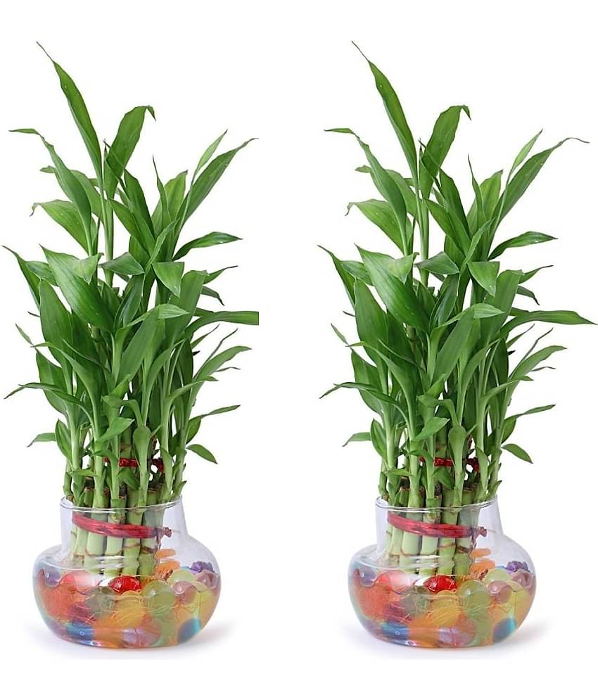 Green plant indoor - Green Wild Artificial Flowers With Pot ( Pack of 2 )