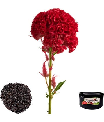 Celosia Cockscomb Red Color Flower Seeds Pack Of 30 | Indoor And Outdoor | for Planting in Home Kitchen Terrace Balcony Gardening