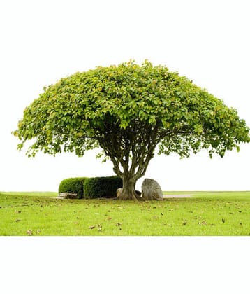 CLASSIC GREEN EARTH - Peepal Plant ( 10 Seeds )
