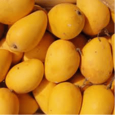 alphons mango