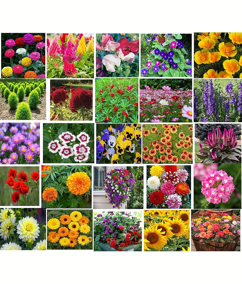 CLASSIC GREEN EARTH - Flower Seeds ( 25 FLOWER COMBO 2000 SEEDS HYBRID )