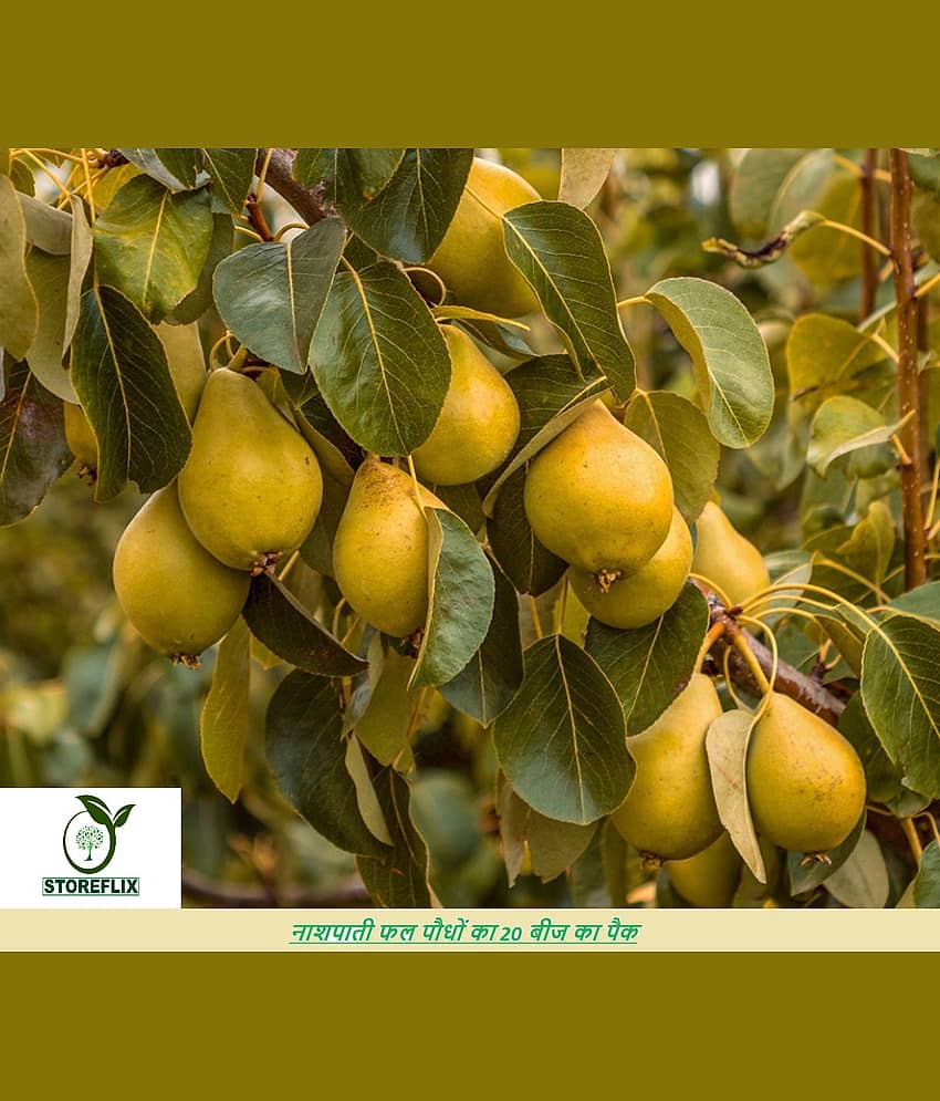 Nashpati Plant Dwarf Pear Fruit Tree 20 Seeds Pack with free soil