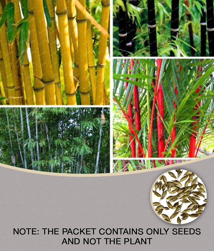 homeagro - Bamboo Plant ( 20 Seeds )