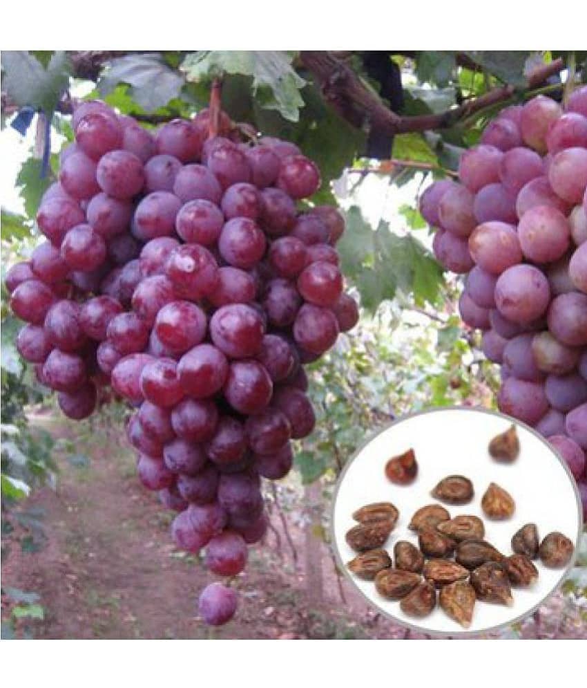 OhhSome Fruit Seeds Red Globe Grape Seeds Garden Sweet Fragrant Juicy Fruit 10 Seeds Gardening Fruit Seeds Kitchen Garden Fruit Seeds Pack