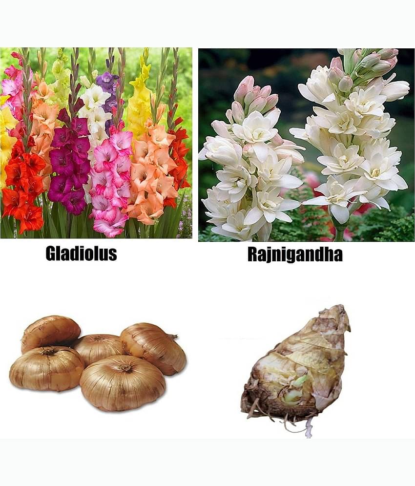 CLASSIC GREEN EARTH - Flower Seeds ( 4 bulbs combo of gladiolus ranigandha )