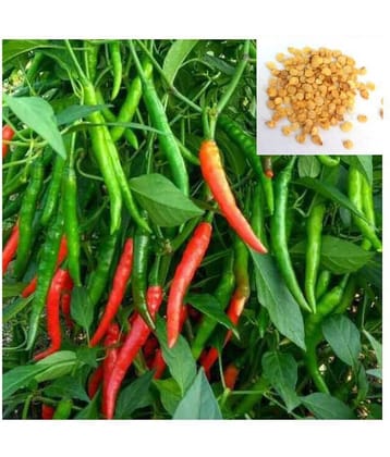 Chili Seeds Hot Jwala Pariksha Hybrid (Pack of 50 - 1 Packets) + Instruction Manual