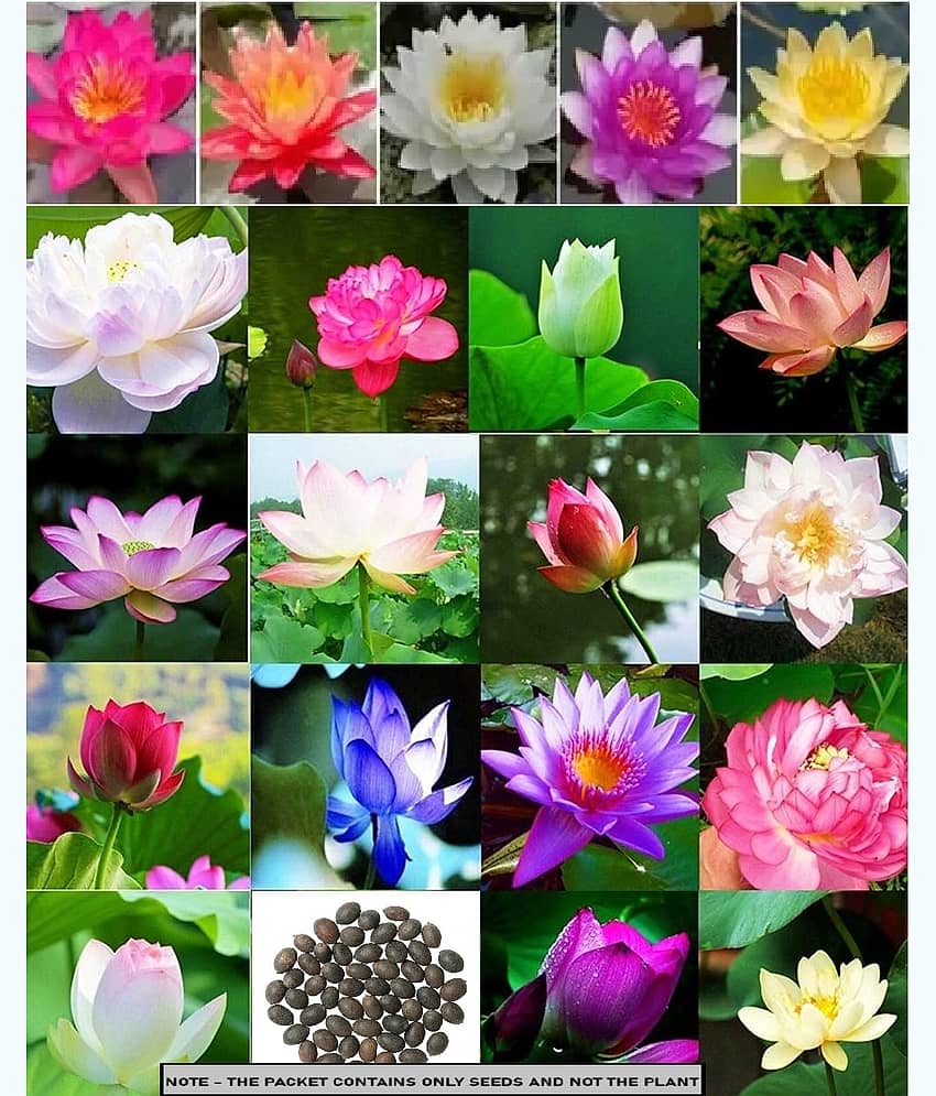 OLD STORE Lotus Flower ( 20 Seeds )