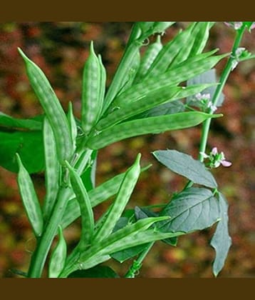 LIVE GREEN Cluster Beans Organic F1 Hybrid Seeds