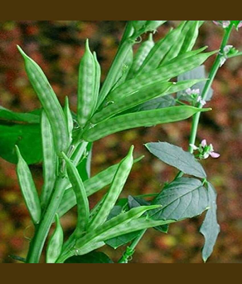 LIVE GREEN Cluster Beans Organic F1 Hybrid Seeds