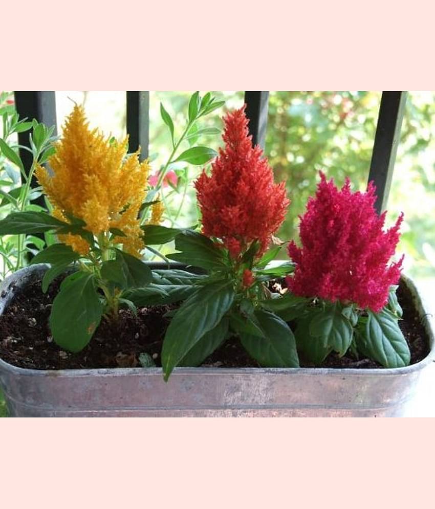 FLOWERS SEEDS CELOSIA FLOWER MIX COLOUR SEEDS F1 HYBRID 50 SEEDS PACK
