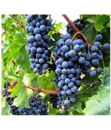 homeagro - Black Grape Fruit ( 20 Seeds )