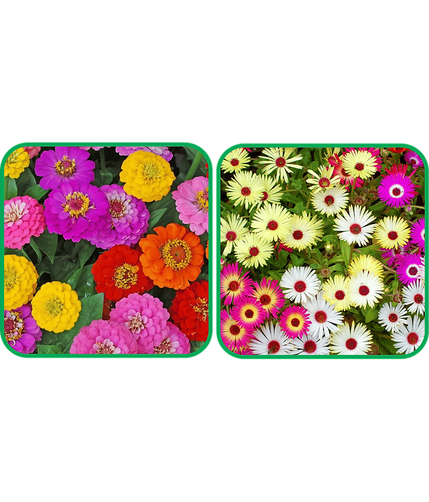 Aero Seeds Ice Flower Mix Color (50 Seeds) (50 Seeds)And Zinnia Mix Color (50 Seeds)Flower Seeds Pack