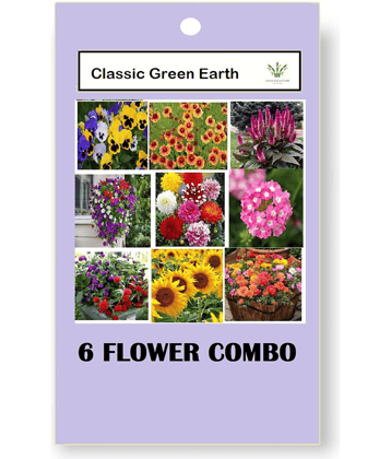 CLASSIC GREEN EARTH - Flower Seeds ( 6 FLOWER COMBO 300 SEEDS FOR HOME GARDENING )