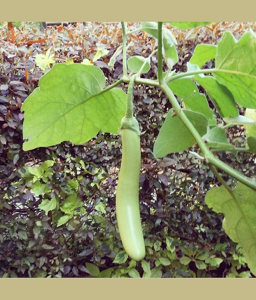 Organic Brinjal Vegetable ( 50 Seeds )