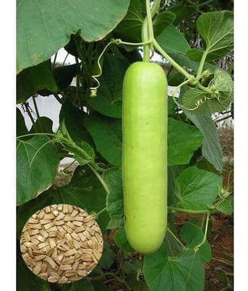 Bottle Gourd Vegetable Seeds - Pack of 20 | With Instruction Manual