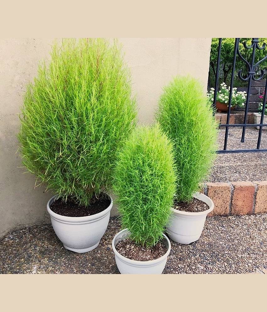 kochia gren grass flower 50 seeds pack with free Free cocopeat and user manual for your garden