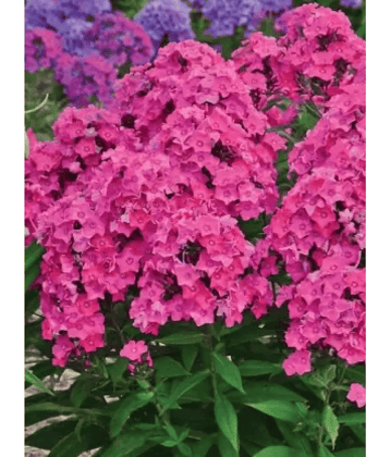 CLASSIC GREEN EARTH - Tuberose Flower ( 45 Seeds )