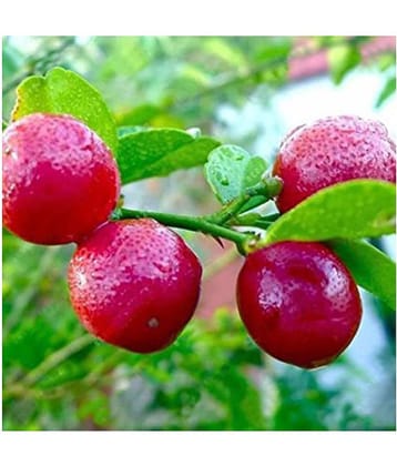 Royal Paradise Garden Rare Red Lemon (Australian Red Lime) 10 seeds
