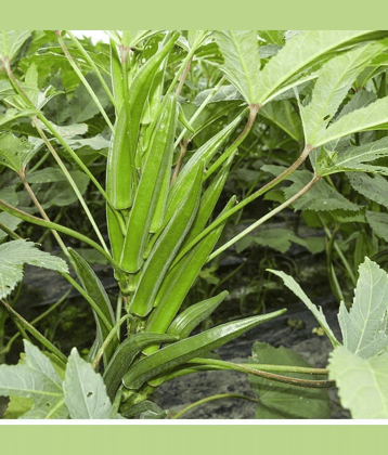 Vedhahi Lady Finger Vegetable ( 50 Seeds )