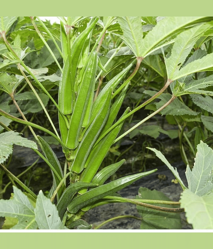 Vedhahi Lady Finger Vegetable ( 50 Seeds )