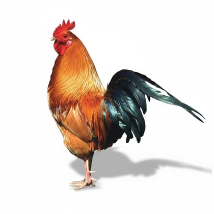 Fresh Chicken - 1 kg - One pack of chicken