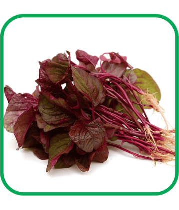 Aero Seeds Red Amaranthus Pack of 500 Seeds