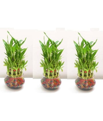 Green plant indoor - Green Wild Artificial Flowers With Pot ( Pack of 3 )