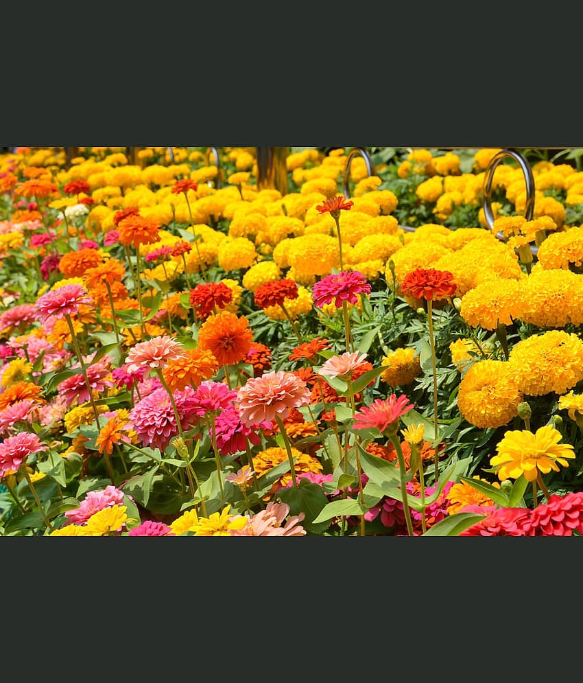 homeagro - Zinnia Mixed Flower ( 20 Seeds )