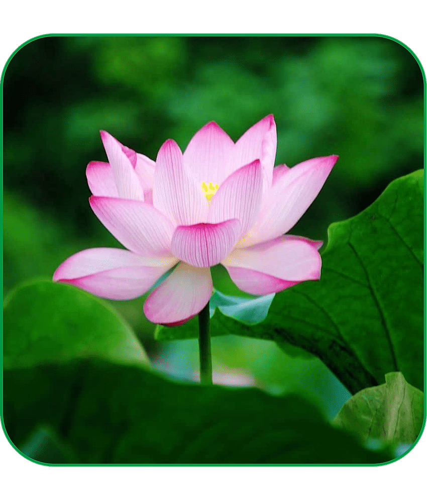 Aero Seeds Water Lily Lotus Flower Seeds Pack of 20 Seeds