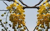 Amaltas