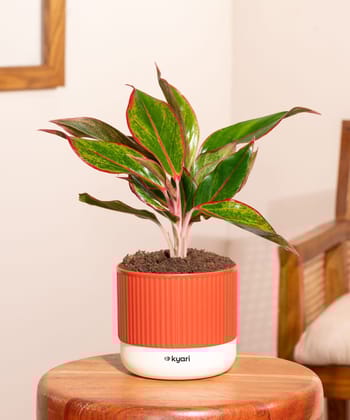 Aglaonema Lipstick Plant With Mylo Self Watering Pot Aglaonema Lipstick Plant With Mylo Self Watering Pot
