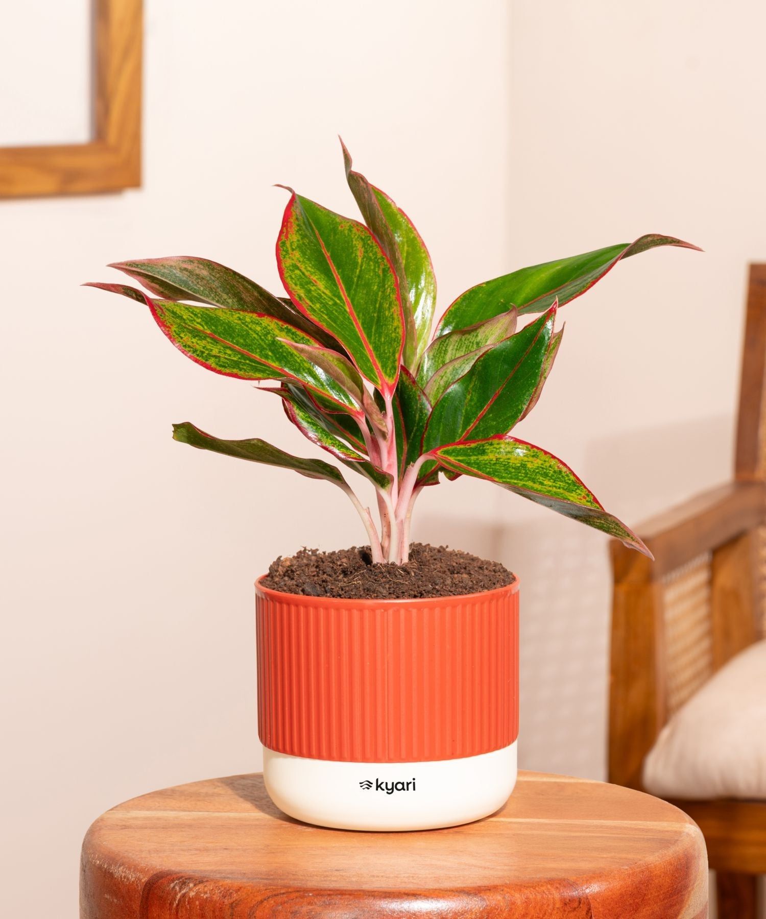 Aglaonema Lipstick Plant With Mylo Self Watering Pot