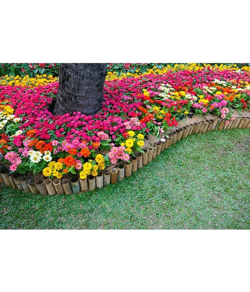 HN organic seed - Zinnia Mixed Flower ( 20 Seeds )