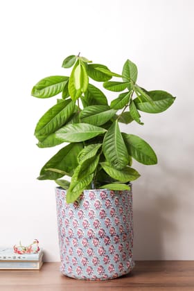 Aparajita Pot Cover (Medium)
