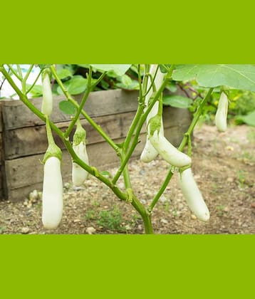 Brijal white med long 50 seeds pack with user manual