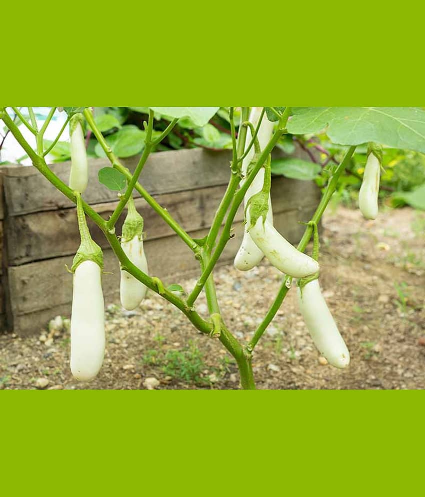 Brijal white med long 50 seeds pack with user manual