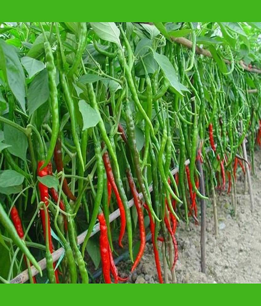Jignisha Seeds Hybrid Green Chilli Vegetable ( 50 Seeds )