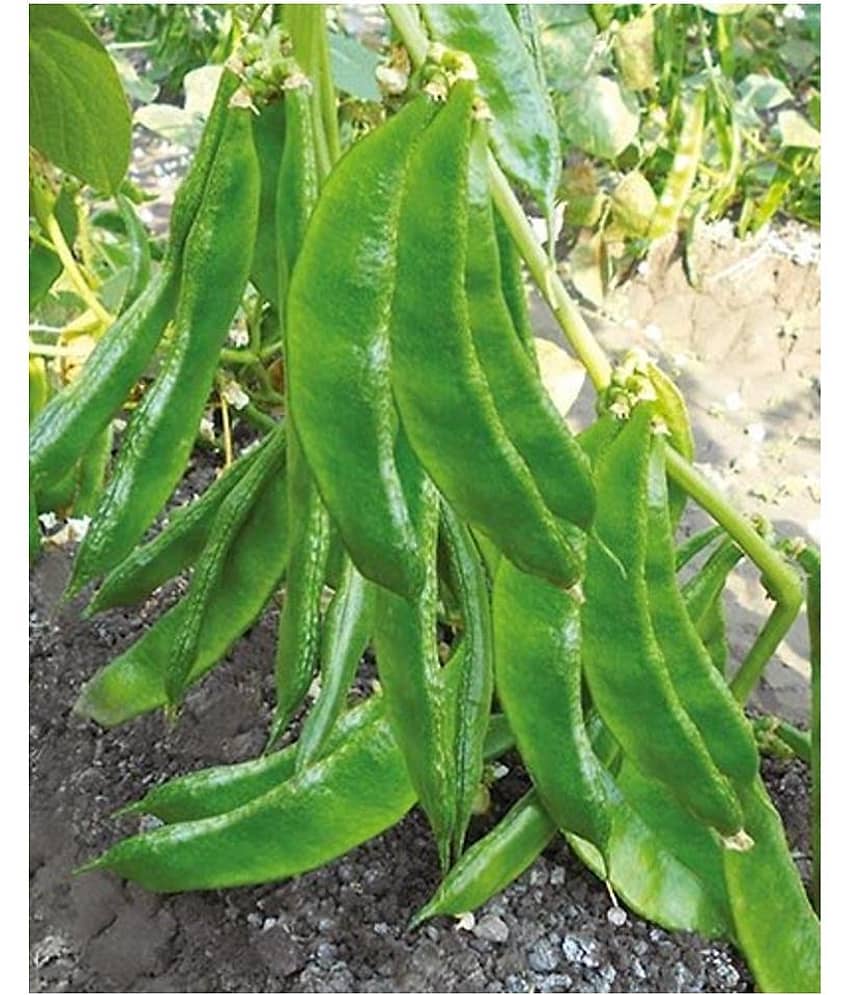 Lablab Dolichos Bean Seeds Surti Papadi " Arka Amogh " High Yield Variety 30 Seeds
