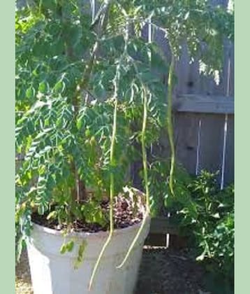 Soil Me Drumstick Vegetable Seeds,5Grams