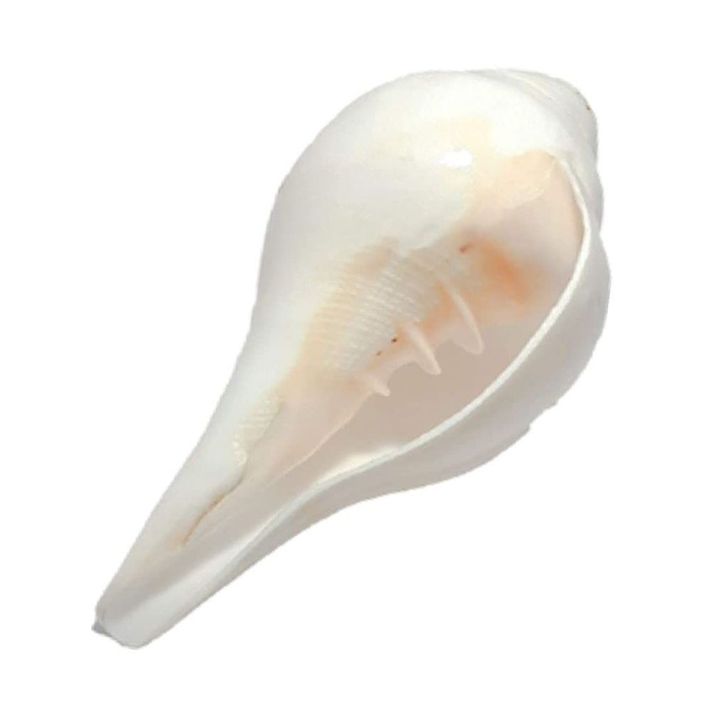 MAYAPURI Puja Shankh | Blowing Shankha for Pooja Original, Size: 6 inches (Pack of 1) - Pooja Needs | Buy online on ZillyBuy