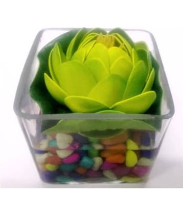 Green plant indoor Lotus Multicolour Flowers With Pot - Pack of 1