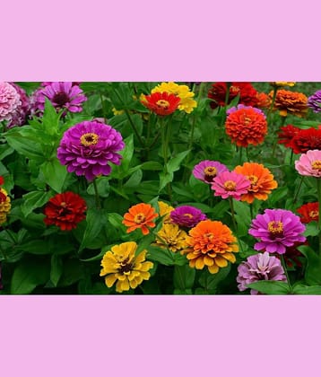 HN organic seed - Zinnia Mixed Flower ( 20 Seeds )