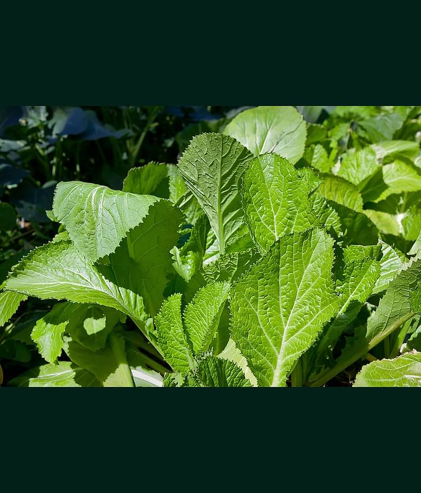 white mustard sarso 5 gram pack seeds pack with user manaul