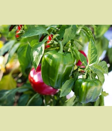 capsicum green 50 seeds pack with user manual for home kitchen gardening purpose