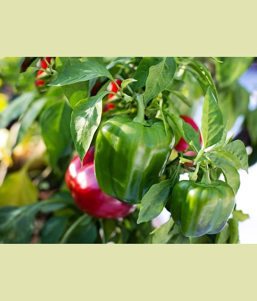 capsicum green 50 seeds pack with user manual for home kitchen gardening purpose